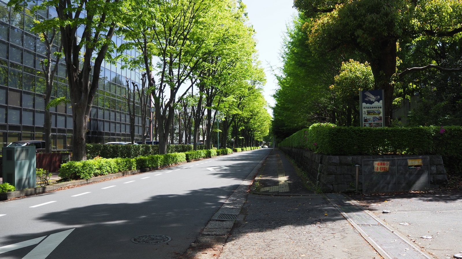 所沢の並木道
