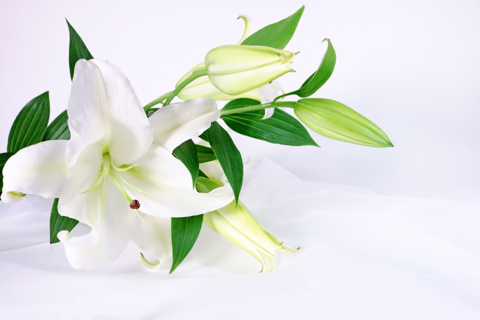 白い百合の花